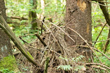 
fallen trees in the forest