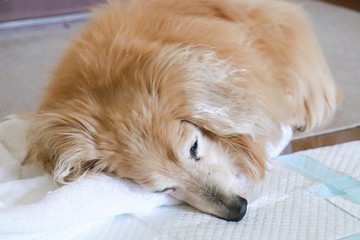 眠る老犬　ミニチュアダックスフント	
