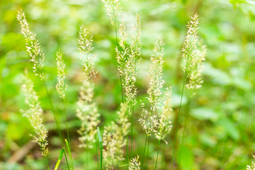 green grass in the forest