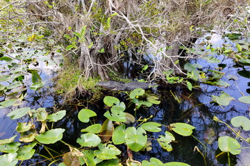 Beautiful panorama of Everglades National Forest with sea lily and water reflection, Florida