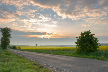 rapeseed fields, rape