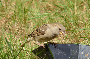 Sperling Spatz an Futterstelle