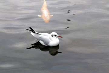 紅葉した秋の白鳥庭園　(名古屋)