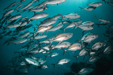 Naklejka premium Tropical schooling fish in clear blue water swimming among healthy coral reef, Raja Ampat Indonesia