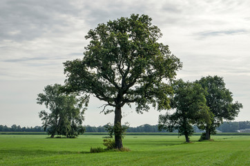 Landscape in the Salland region near Zwolle, The Netherlands, with solitary trees on a meadow with short grass under a cloudy sky