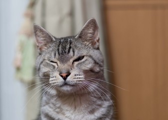 可愛い猫　　サバトラ猫