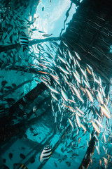 Tropical schooling fish in clear blue water swimming under wooden jetty,  among healthy coral reef, Raja Ampat Indonesia