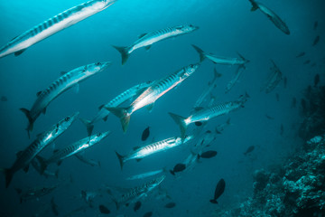 Obraz premium Tropical schooling fish in clear blue water swimming among healthy coral reef, Raja Ampat Indonesia