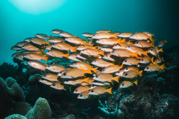 Tropical schooling fish in clear blue water swimming among healthy coral reef, Raja Ampat Indonesia