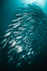 Tropical schooling fish in clear blue water swimming among healthy coral reef, Raja Ampat Indonesia