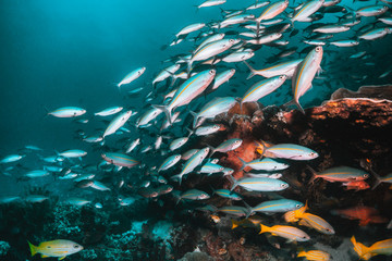Tropical schooling fish in clear blue water swimming among healthy coral reef, Raja Ampat Indonesia