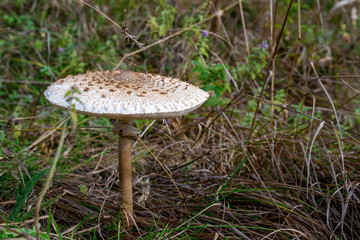 mushroom in the grass