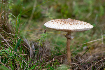 mushroom in the forest