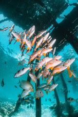 Fototapeta premium Tropical schooling fish in clear blue water swimming among healthy coral reef, Raja Ampat Indonesia