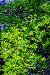 【東京都 奥多摩】鳩ノ巣渓谷の紅葉