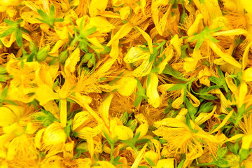 Hypericum perforatum or St Johns wort flowers buds. - obrazy, fototapety, plakaty