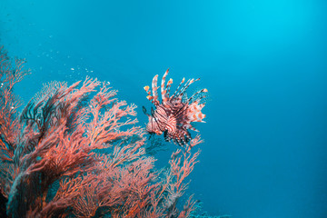 Lion fish swimming among colorful coral reef in clear blue water