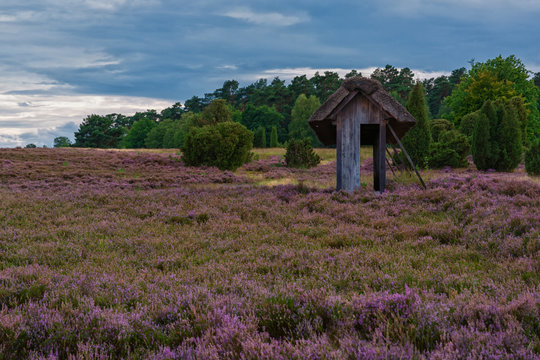 Bl&uuml;hendes Heidekraut in der L&uuml;neburger Heide