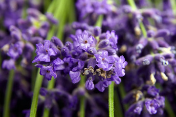 Natural lavender flowers closeup background