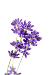 Fresh lavender flowers isolated on white
