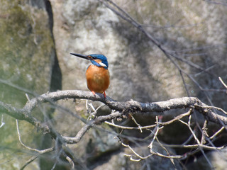 a common kingfisher on the maple tree / モミジの木にとまるカワセミ（オス）