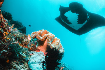 Oceanic manta ray swimming above coral reef in clear blue water