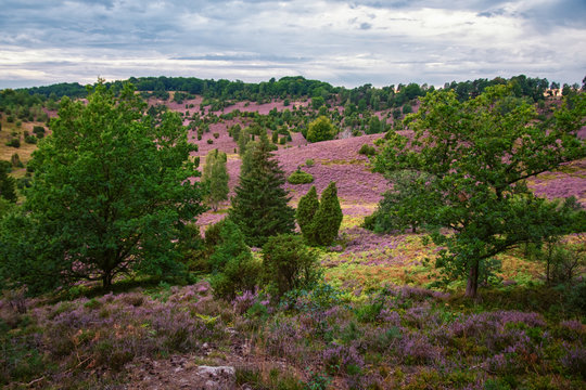 Bl&uuml;hendes Heidekraut in der L&uuml;neburger Heide