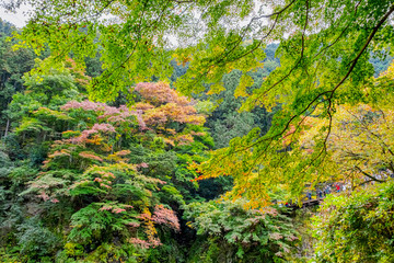 【東京都 奥多摩】鳩ノ巣渓谷の紅葉