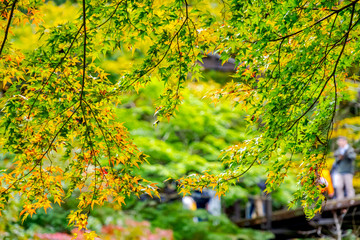 【東京都 奥多摩】鳩ノ巣渓谷の紅葉