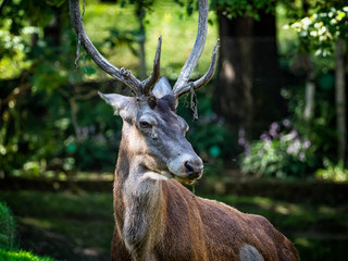 Close-up of a deer head