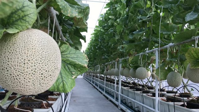 Fresh melon on tree melons in the garden, Cantaloupe