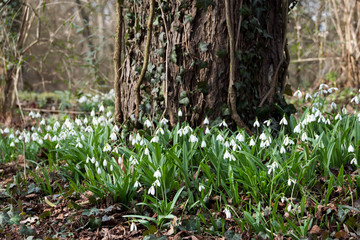 Snowdrops spring flower in front of a tree
