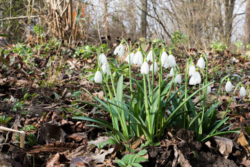 Few snowdrops in close view