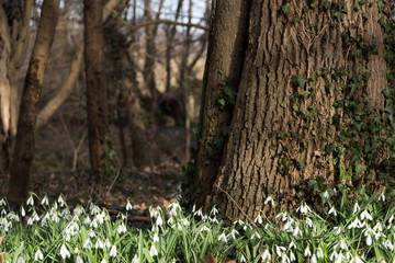 Spring flower snowdrop and a tree trunk