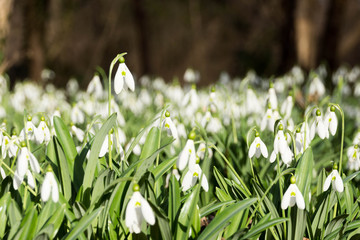 Huge number of snowdrops in macro shot