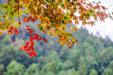 【東京都 奥多摩】鳩ノ巣渓谷の紅葉