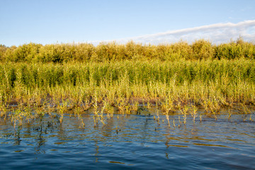 Siberian River Ob surrounded by Trees in Early morning in Russia in sunny weather during summer