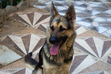 German shepherd dog portrait Details, interacting with the camera while shooting.