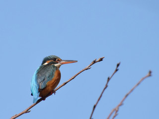 a common kingfisher on the cerry tree / 桜の木にとまるカワセミ（メス）