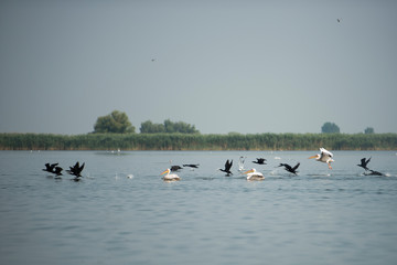 Landscape with white pelicans in Danube Delta,  Romania,  in a summer sunny day