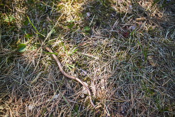 A snake in the grass