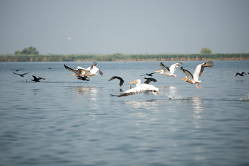 Landscape with white pelicans in Danube Delta,  Romania,  in a summer sunny day