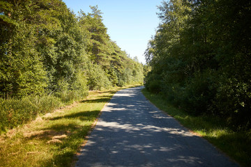 A bike trail through the forest