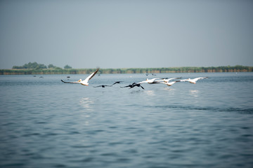 Fototapeta na wymiar Landscape with white pelicans in Danube Delta, Romania, in a summer sunny day
