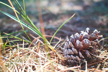 Closeup of a cone laying in the grass