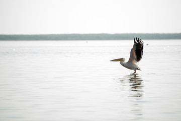 Landscape with white pelicans in Danube Delta,  Romania,  in a summer sunny day