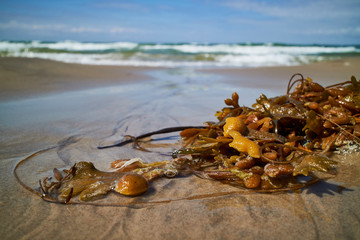 Seaweed in the waterline © Johny