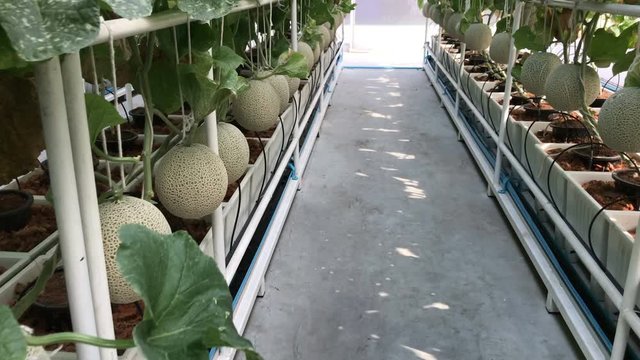 Fresh melon on tree melons in the garden, Cantaloupe