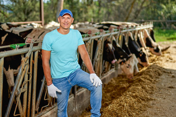 Man farmer is working on farm with dairy cows.
