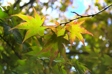 autumn leaves on a tree in sun